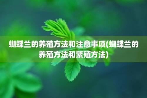 蝴蝶兰的养殖方法和注意事项(蝴蝶兰的养殖方法和繁殖方法)