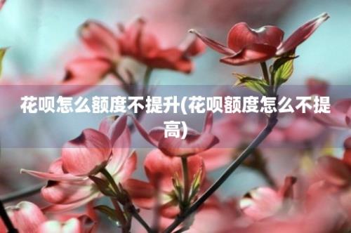 花呗怎么额度不提升(花呗额度怎么不提高)