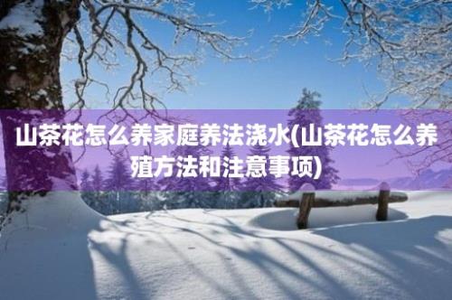 山茶花怎么养家庭养法浇水(山茶花怎么养殖方法和注意事项)