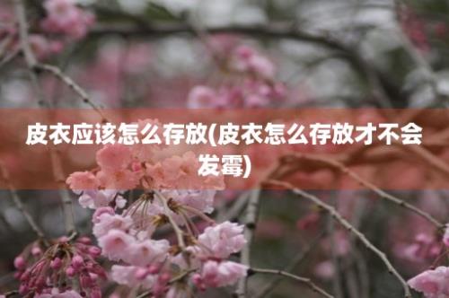 皮衣应该怎么存放(皮衣怎么存放才不会发霉)