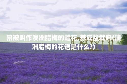 常被叫作澳洲腊梅的蜡花,养成盆栽吗(澳洲腊梅的花语是什么?)