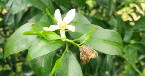 柑橘花期持续阴雨寡照，容易落花落果，要做好这3大应对措施