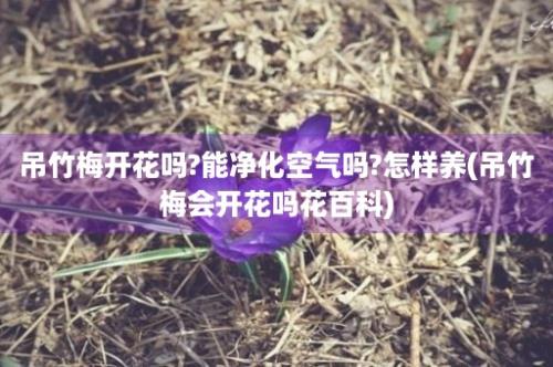 吊竹梅开花吗?能净化空气吗?怎样养(吊竹梅会开花吗花百科)