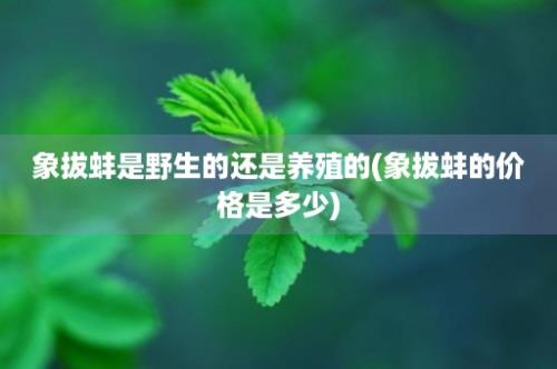 象拔蚌是野生的还是养殖的(象拔蚌的价格是多少)