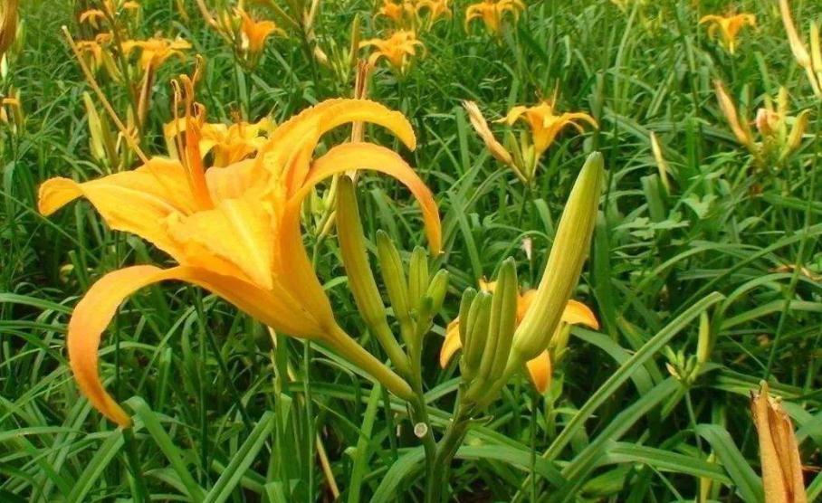 黄花菜