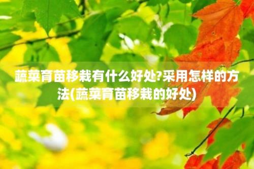 蔬菜育苗移栽有什么好处?采用怎样的方法(蔬菜育苗移栽的好处)