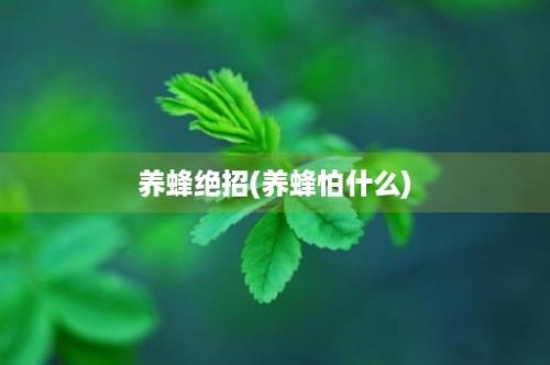 养蜂绝招(养蜂怕什么)