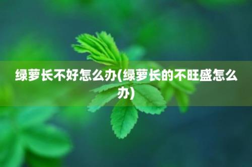 绿萝长不好怎么办(绿萝长的不旺盛怎么办)