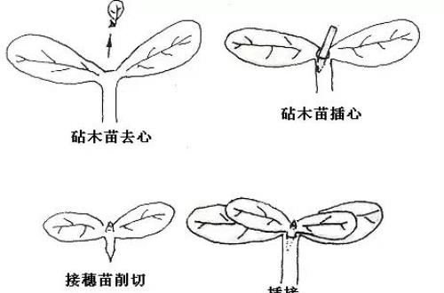 蔬菜嫁接技术详解！这个很神奇！