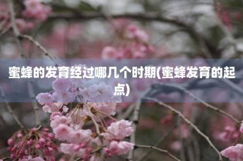 蜜蜂的发育经过哪几个时期(蜜蜂发育的起点)