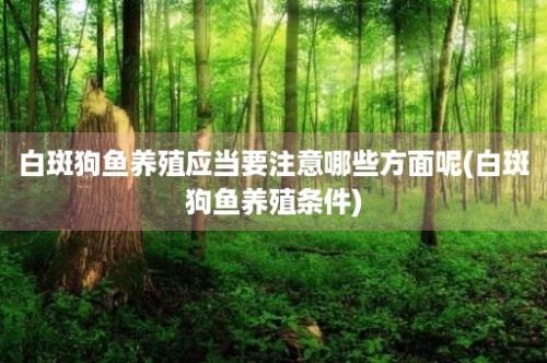 白斑狗鱼养殖应当要注意哪些方面呢(白斑狗鱼养殖条件)