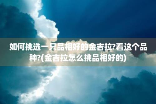 如何挑选一只品相好的金吉拉?看这个品种?(金吉拉怎么挑品相好的)