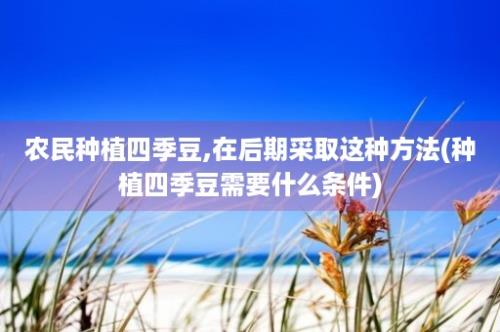 农民种植四季豆,在后期采取这种方法(种植四季豆需要什么条件)