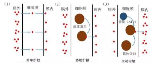 根到底是怎么吸收养分的？