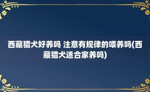 西藏猎犬好养吗 注意有规律的喂养吗(西藏猎犬适合家养吗)