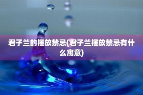 君子兰的摆放禁忌(君子兰摆放禁忌有什么寓意)