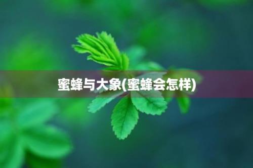 蜜蜂与大象(蜜蜂会怎样)