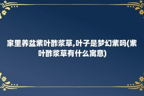 家里养盆紫叶酢浆草,叶子是梦幻紫吗(紫叶酢浆草有什么寓意)