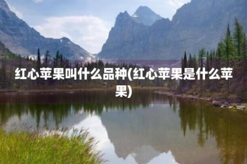 红心苹果叫什么品种(红心苹果是什么苹果)