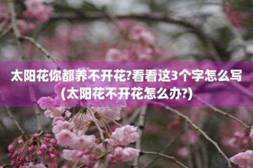 太阳花你都养不开花?看看这3个字怎么写(太阳花不开花怎么办?)