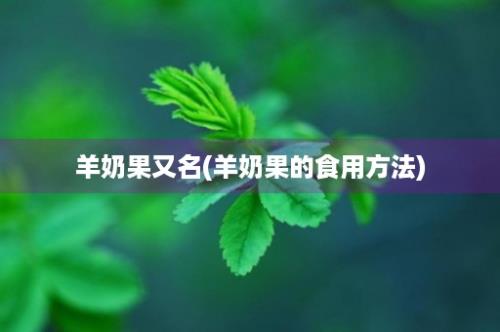 羊奶果又名(羊奶果的食用方法)