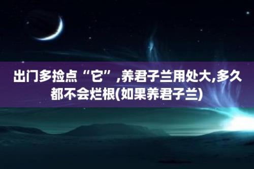 出门多捡点“它”,养君子兰用处大,多久都不会烂根(如果养君子兰)