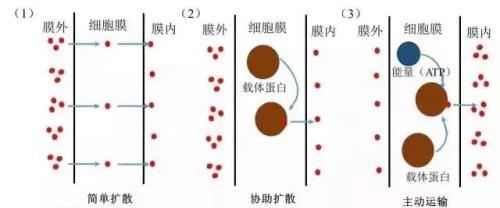 根是如何吸收养分的？大部分种植户没有弄懂！