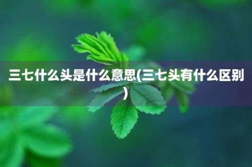 三七什么头是什么意思(三七头有什么区别)