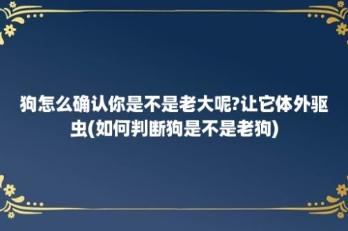 狗怎么确认你是不是老大呢?让它体外驱虫(如何判断狗是不是老狗)