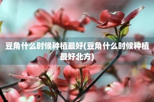 豆角什么时候种植最好(豆角什么时候种植最好北方)