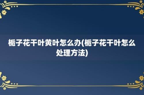 栀子花干叶黄叶怎么办(栀子花干叶怎么处理方法)