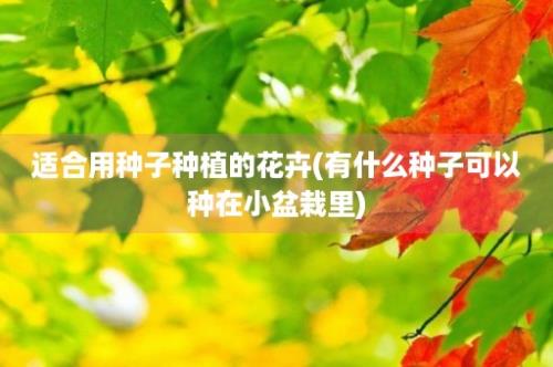 适合用种子种植的花卉(有什么种子可以种在小盆栽里)