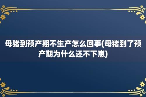 母猪到预产期不生产怎么回事(母猪到了预产期为什么还不下崽)