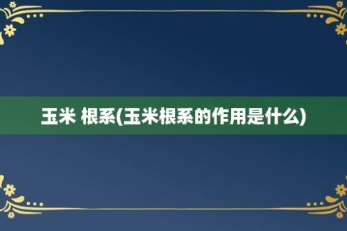 玉米 根系(玉米根系的作用是什么)