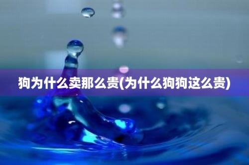 狗为什么卖那么贵(为什么狗狗这么贵)