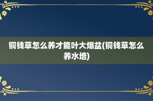 铜钱草怎么养才能叶大爆盆(铜钱草怎么养水培)