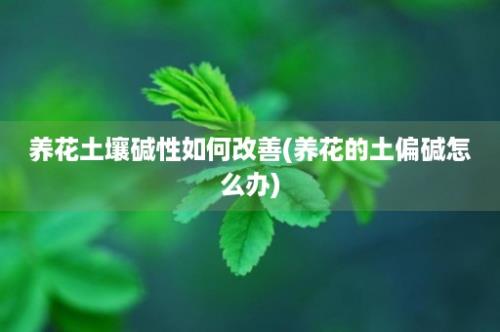 养花土壤碱性如何改善(养花的土偏碱怎么办)