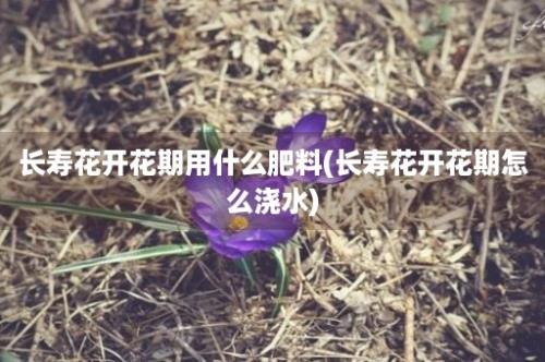 长寿花开花期用什么肥料(长寿花开花期怎么浇水)