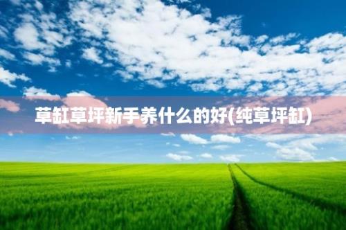 草缸草坪新手养什么的好(纯草坪缸)