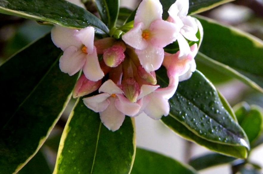 瑞香花