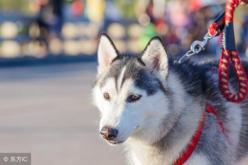 “大型犬”阿拉斯加犬，少人养的5个原因！