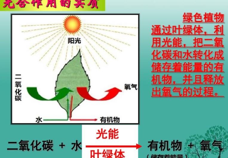 光合作用的条件是什么