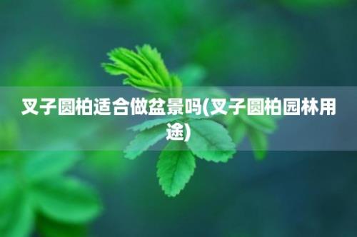 叉子圆柏适合做盆景吗(叉子圆柏园林用途)