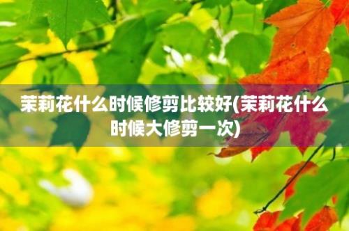 茉莉花什么时候修剪比较好(茉莉花什么时候大修剪一次)