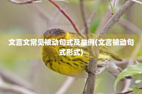 文言文常见被动句式及举例(文言被动句式形式)