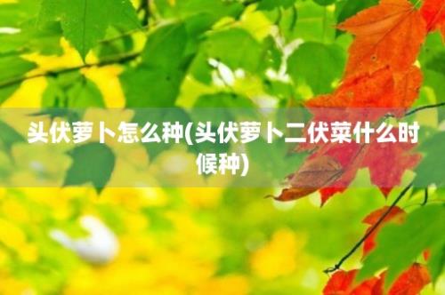 头伏萝卜怎么种(头伏萝卜二伏菜什么时候种)