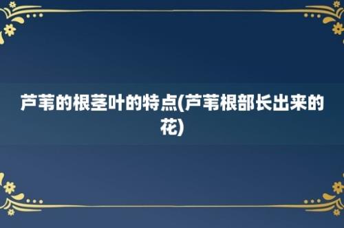 芦苇的根茎叶的特点(芦苇根部长出来的花)