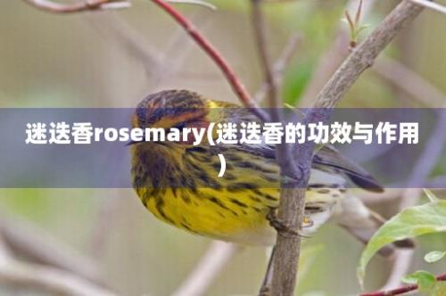 迷迭香rosemary(迷迭香的功效与作用)