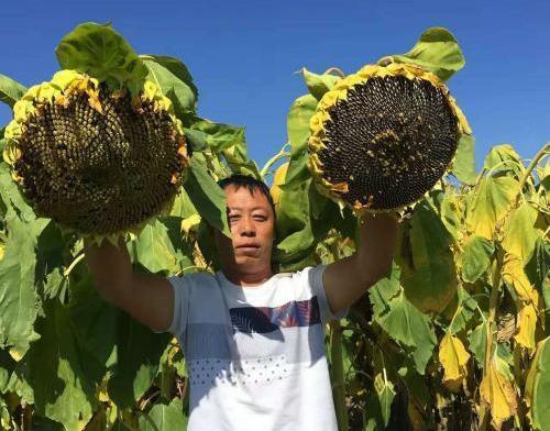 农民种植向日葵，在花期做好4点管理，向日葵籽粒饱满产量高