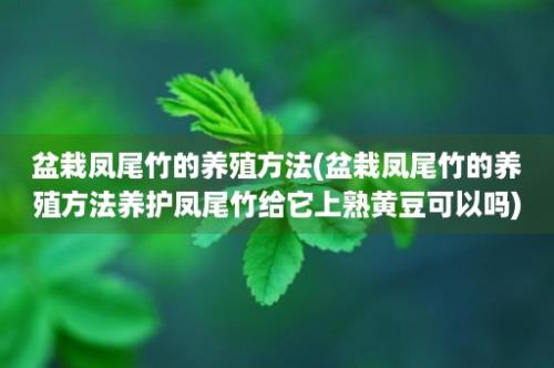 盆栽凤尾竹的养殖方法(盆栽凤尾竹的养殖方法养护凤尾竹给它上熟黄豆可以吗)